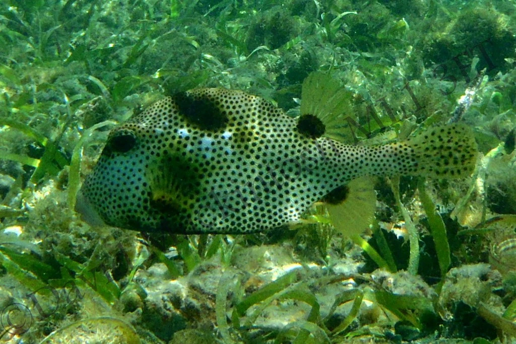 Trunk Fish