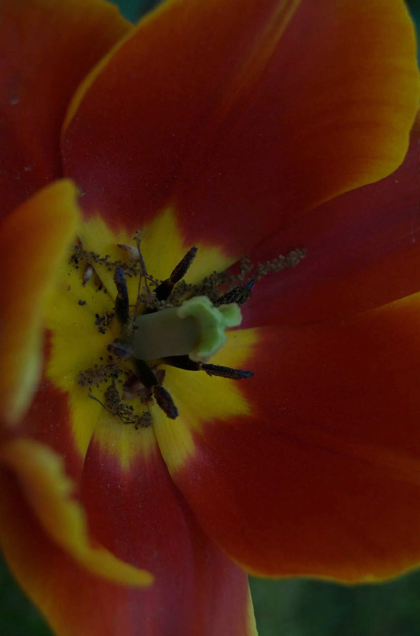 Tulip 1