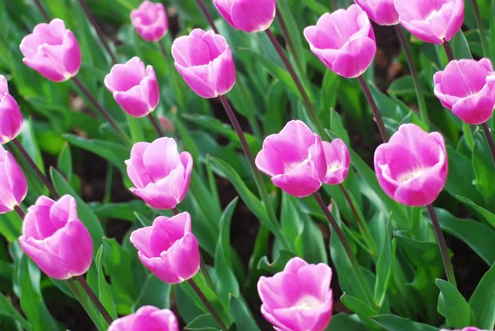 tulip