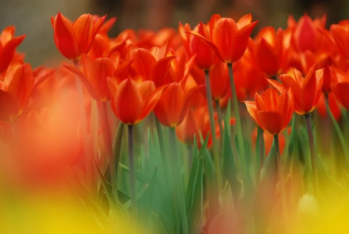 tulip