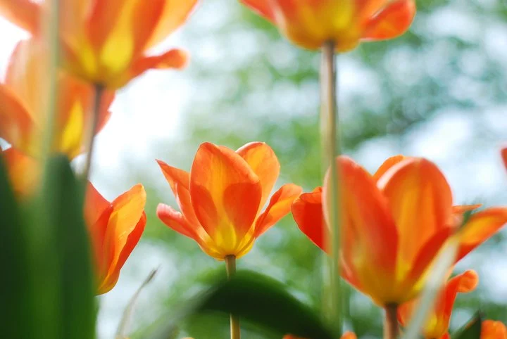tulip