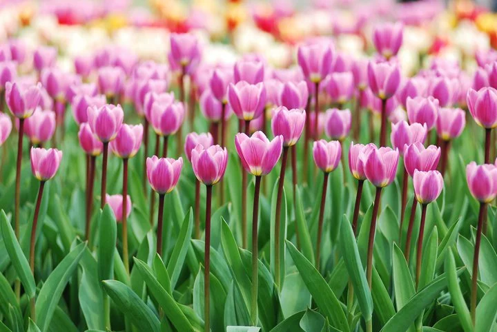 tulip
