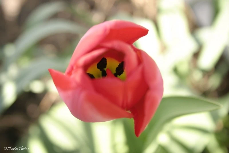 Tulip