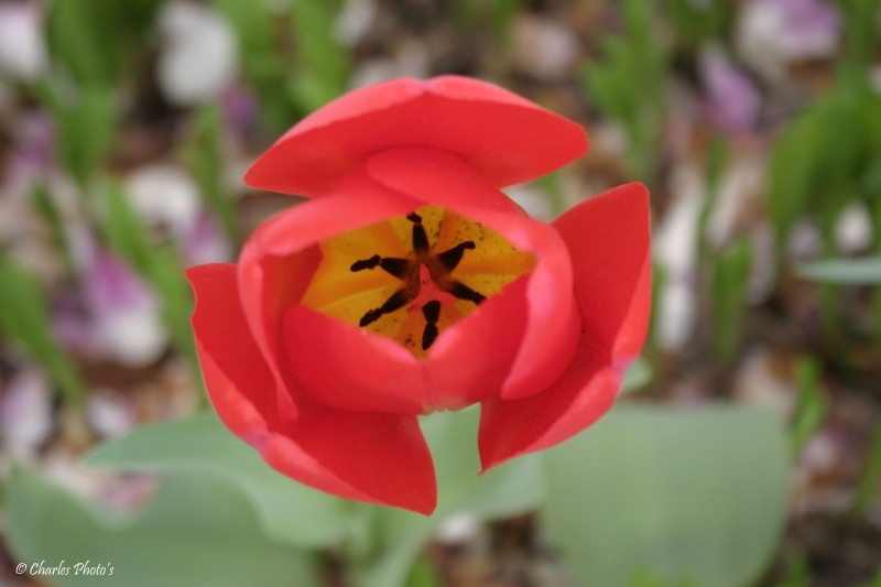 Tulip