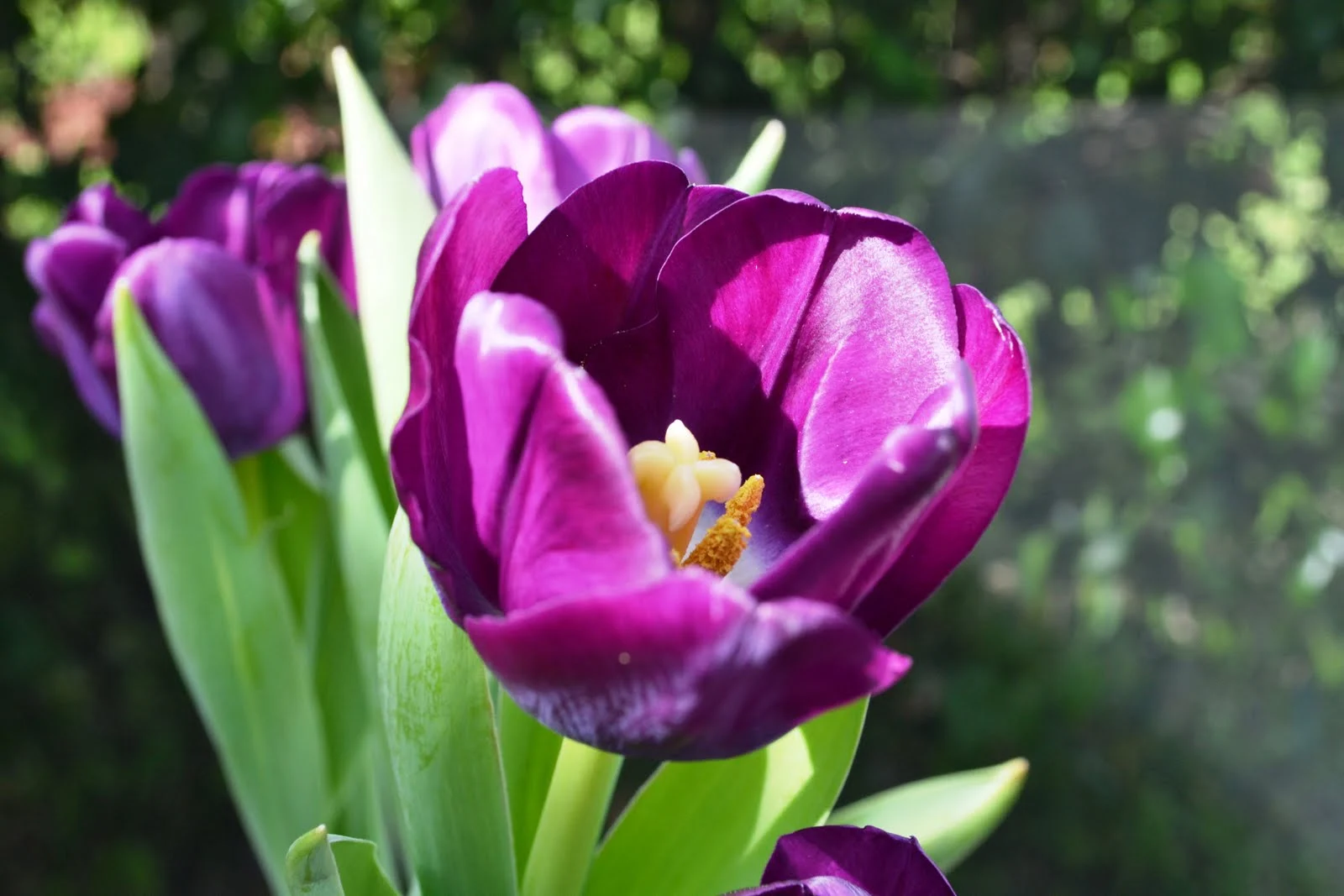 tulip1
