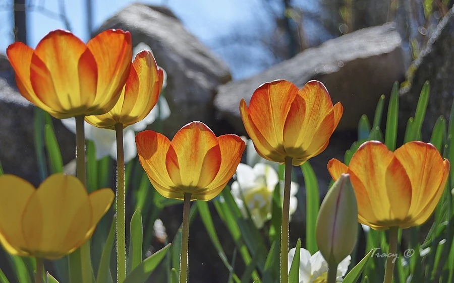 Tulips in the Sun