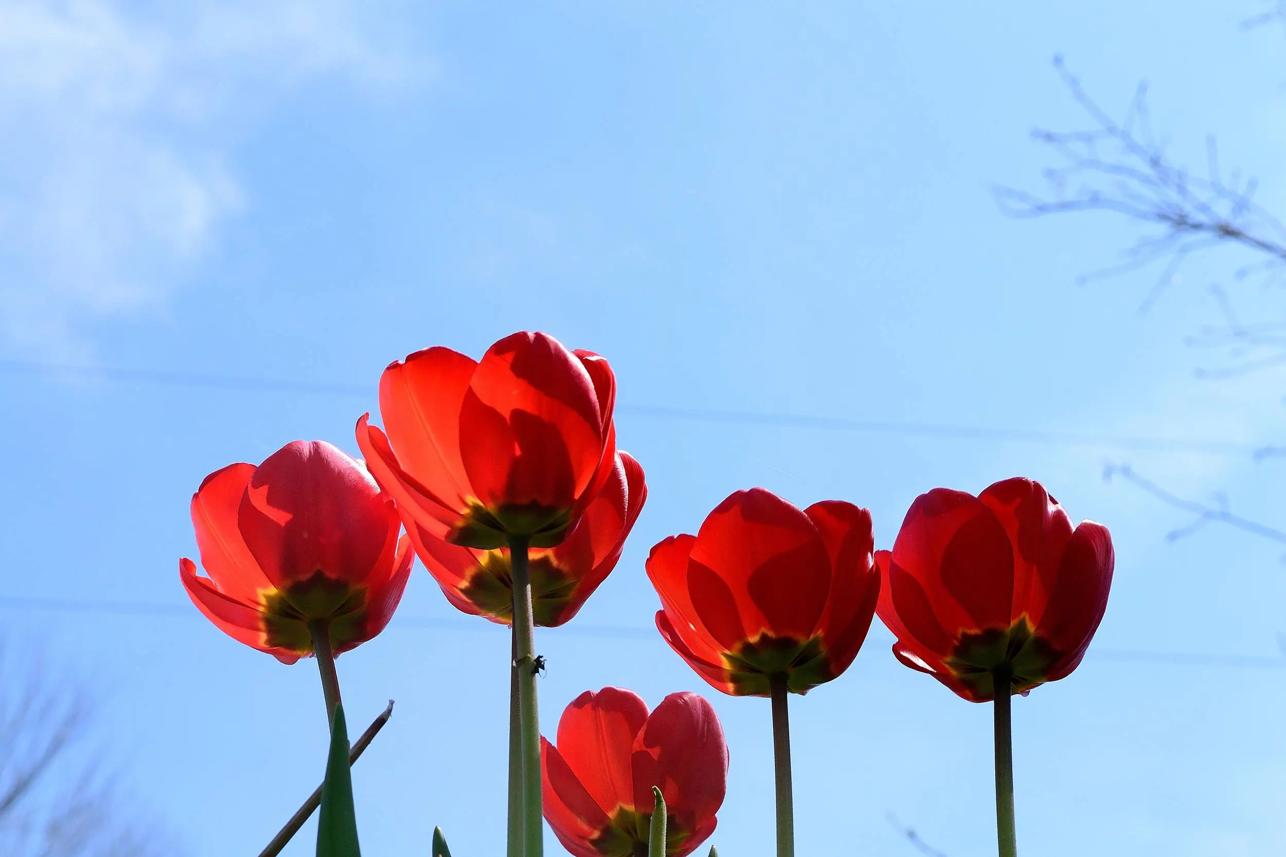 Tulips