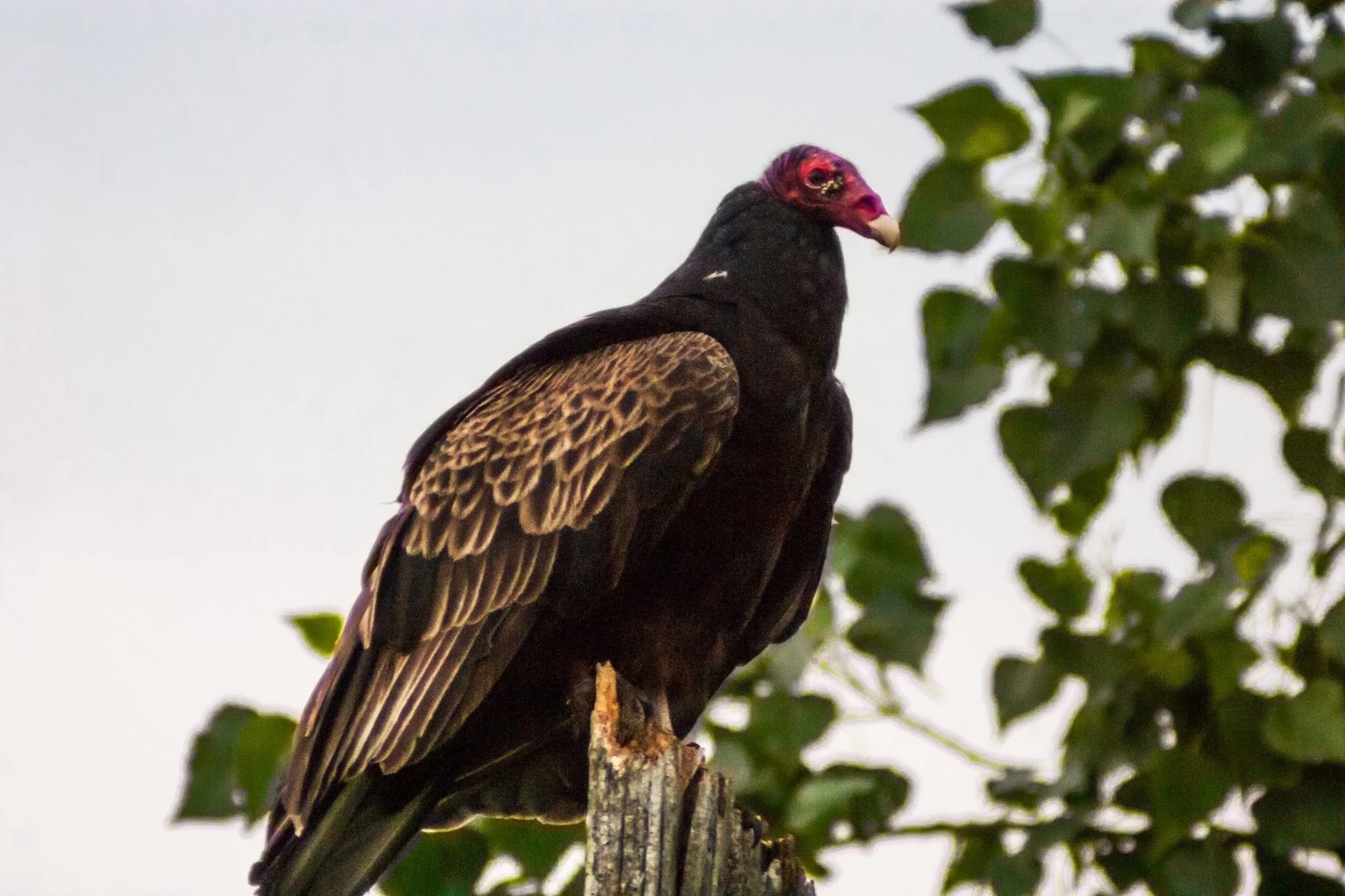 Turkey Buzzard