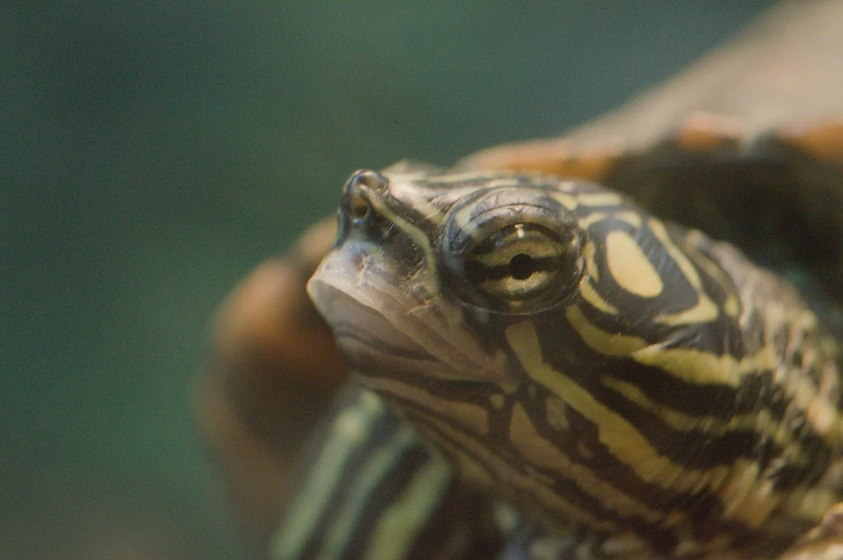 Turtle1.webp