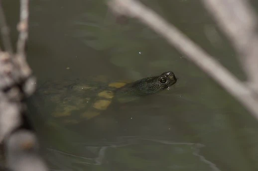 Turtle5.jpg