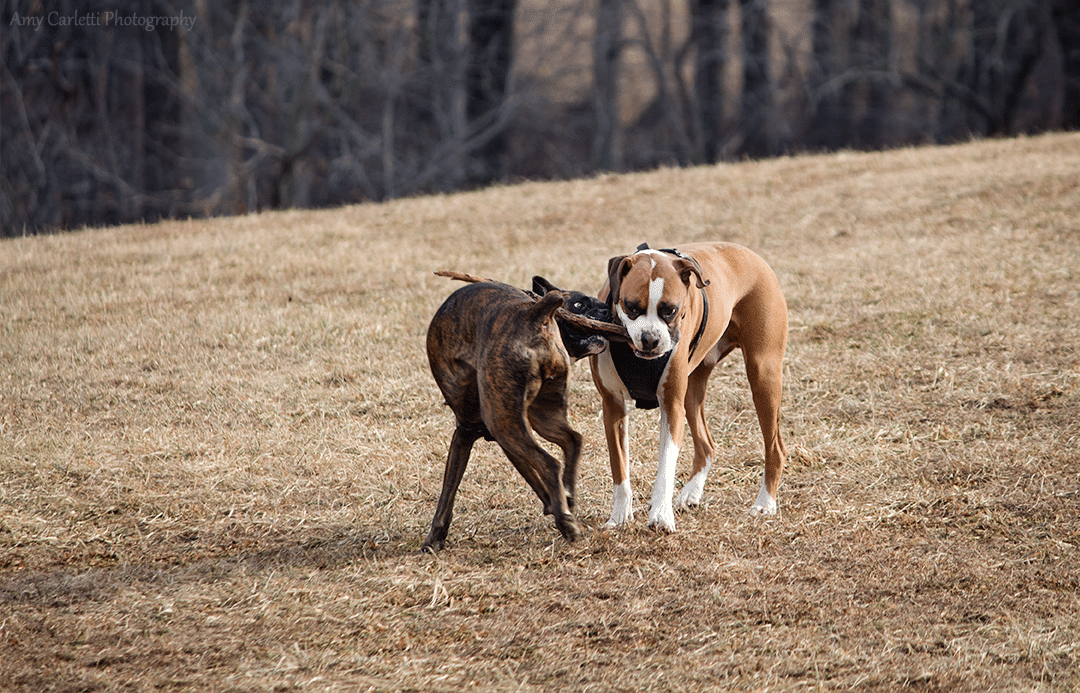 Two Boxers, one stick!