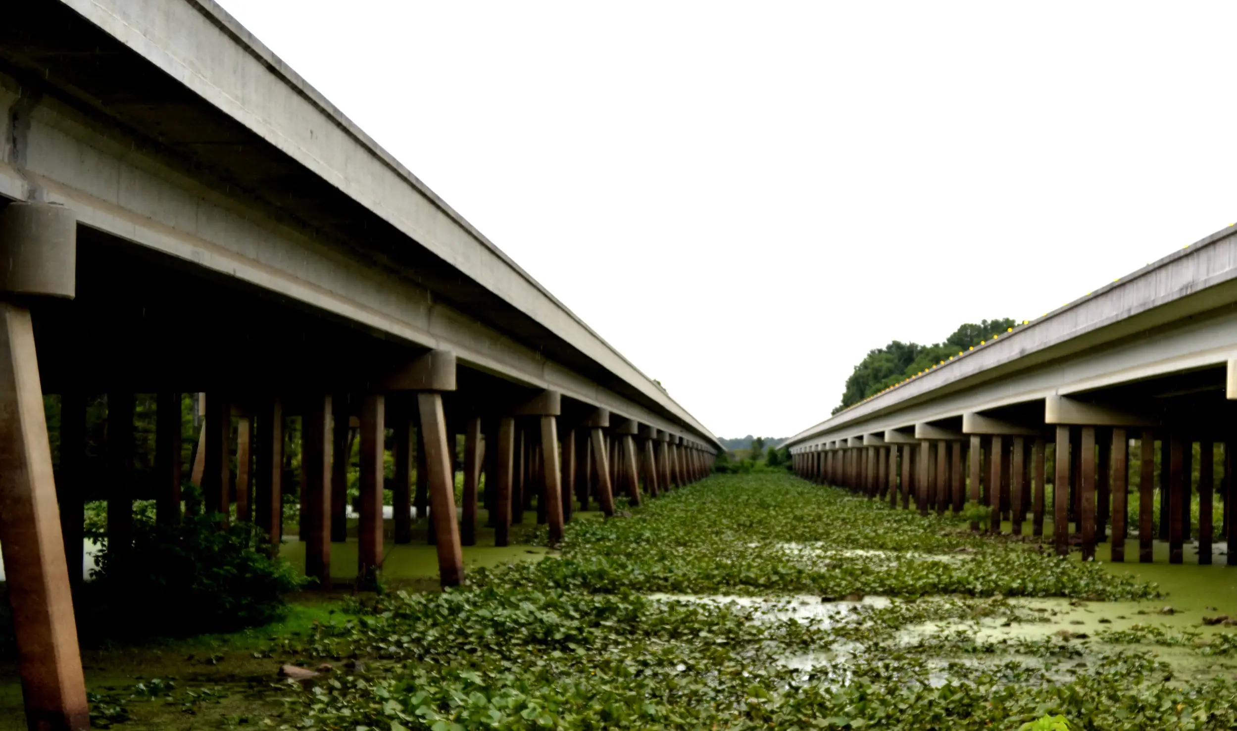 Two bridges through the swamp