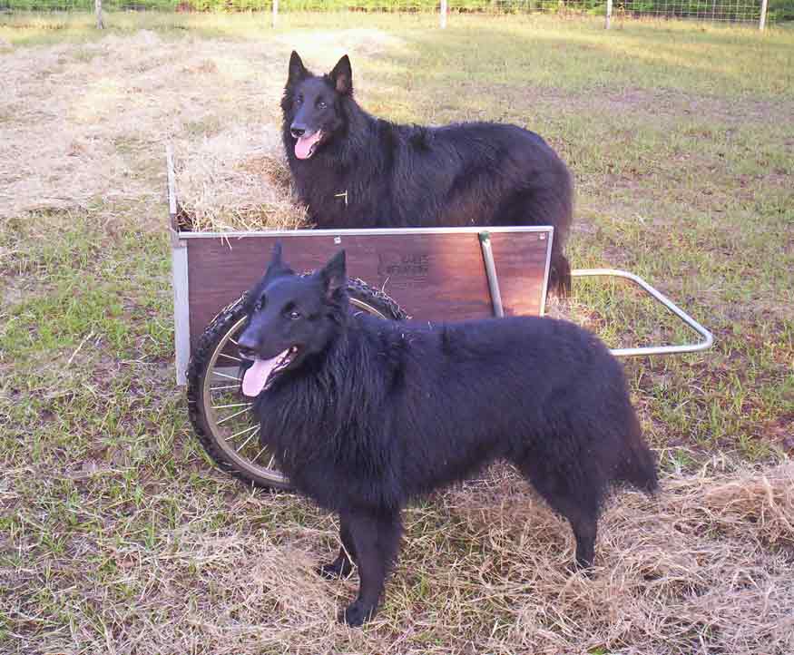 Two dogs in a cart