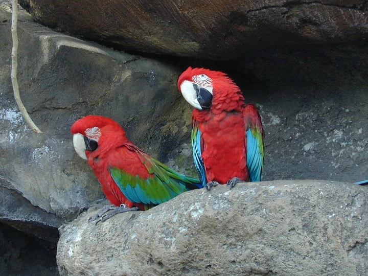 Two parrotts