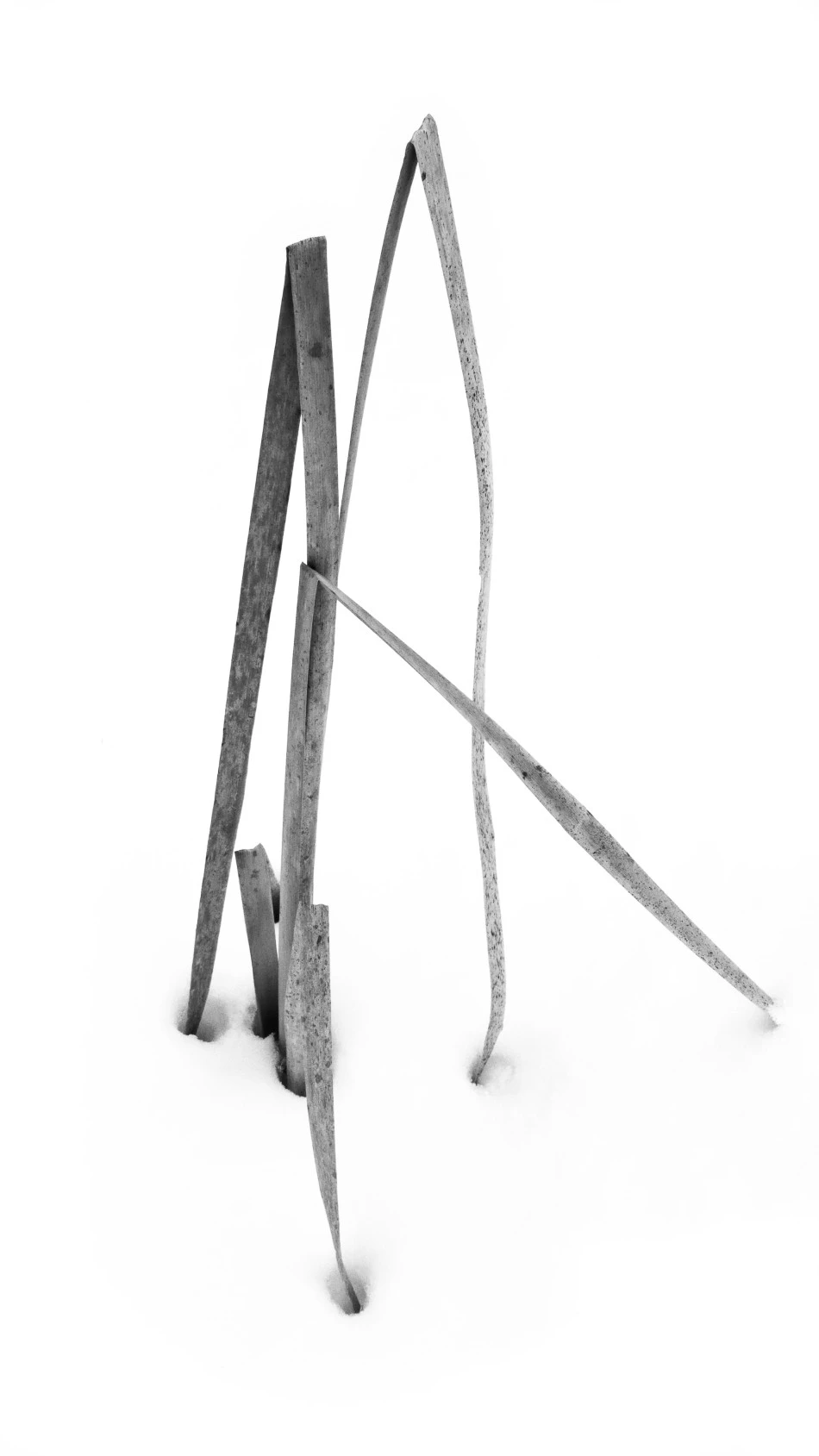 Typha Broken