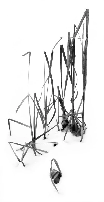 Typha Broken