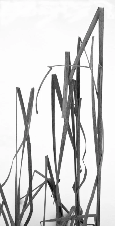 Typha Broken