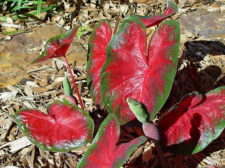 Unfolding Caladiums