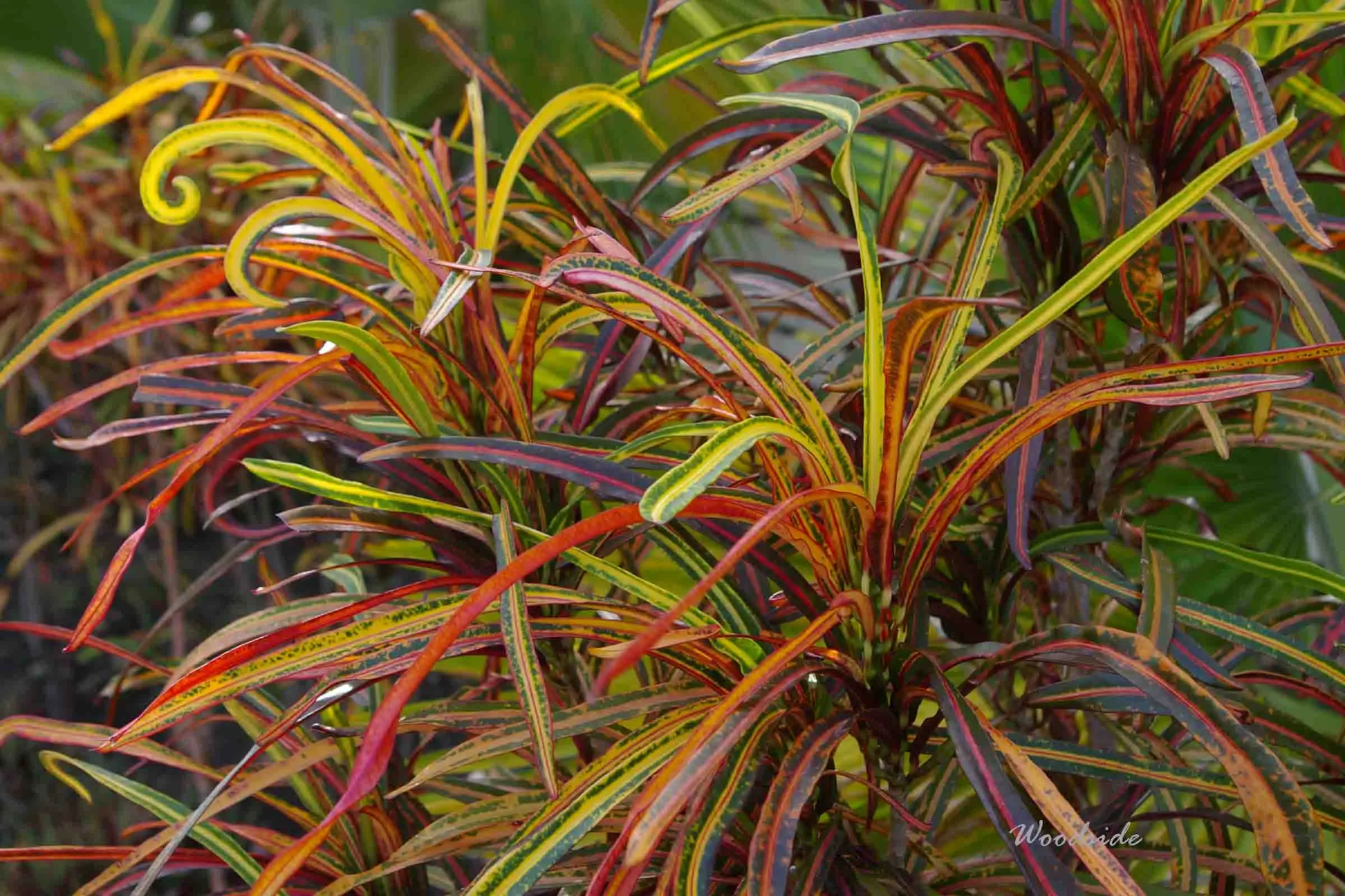 Variegated Plants