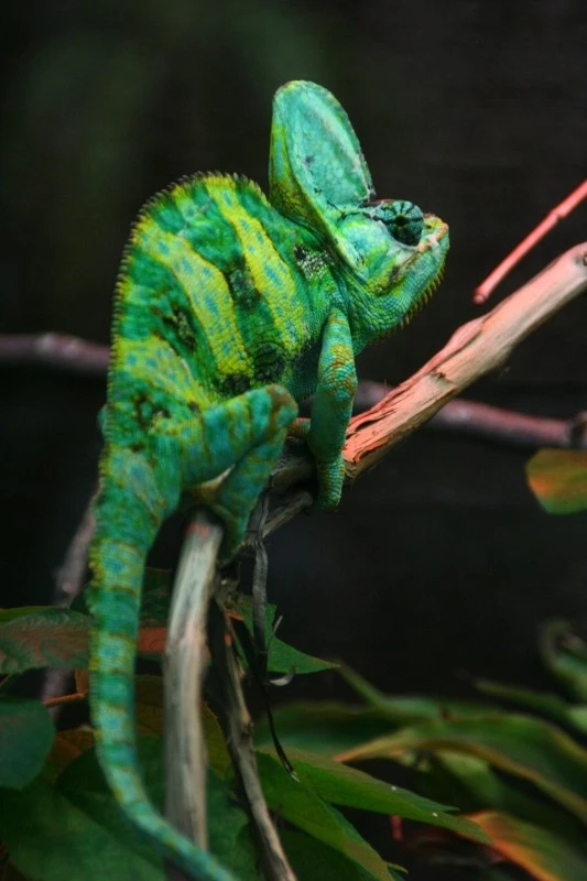 Veiled Chameleon