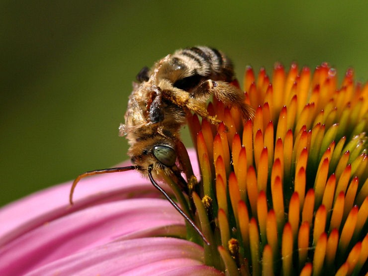 View of Bee