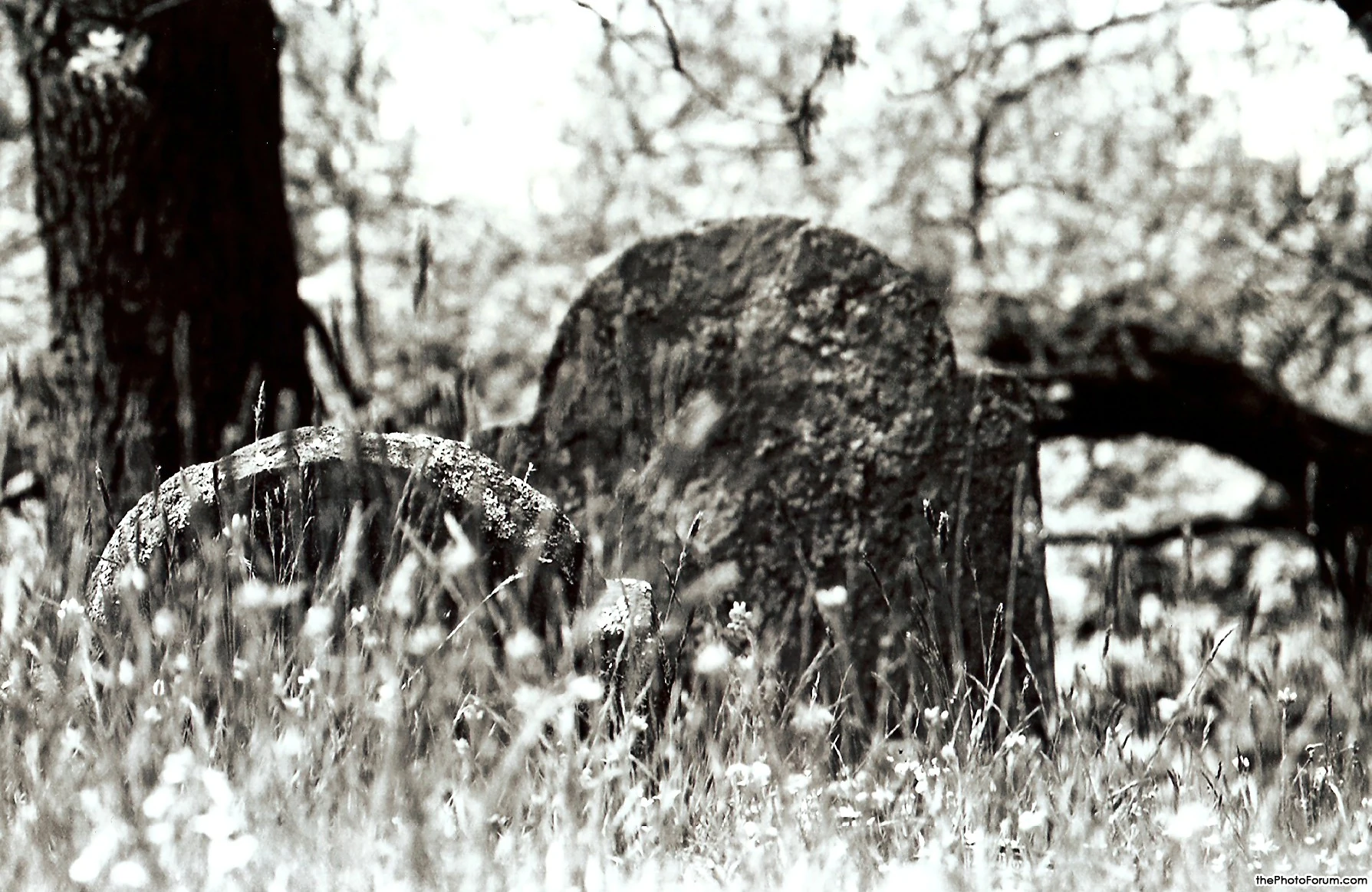 Walnut Cemetary B&amp;W