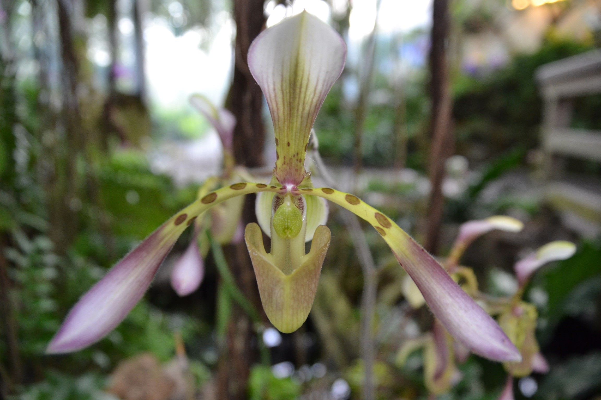 Washington DC - Botanic