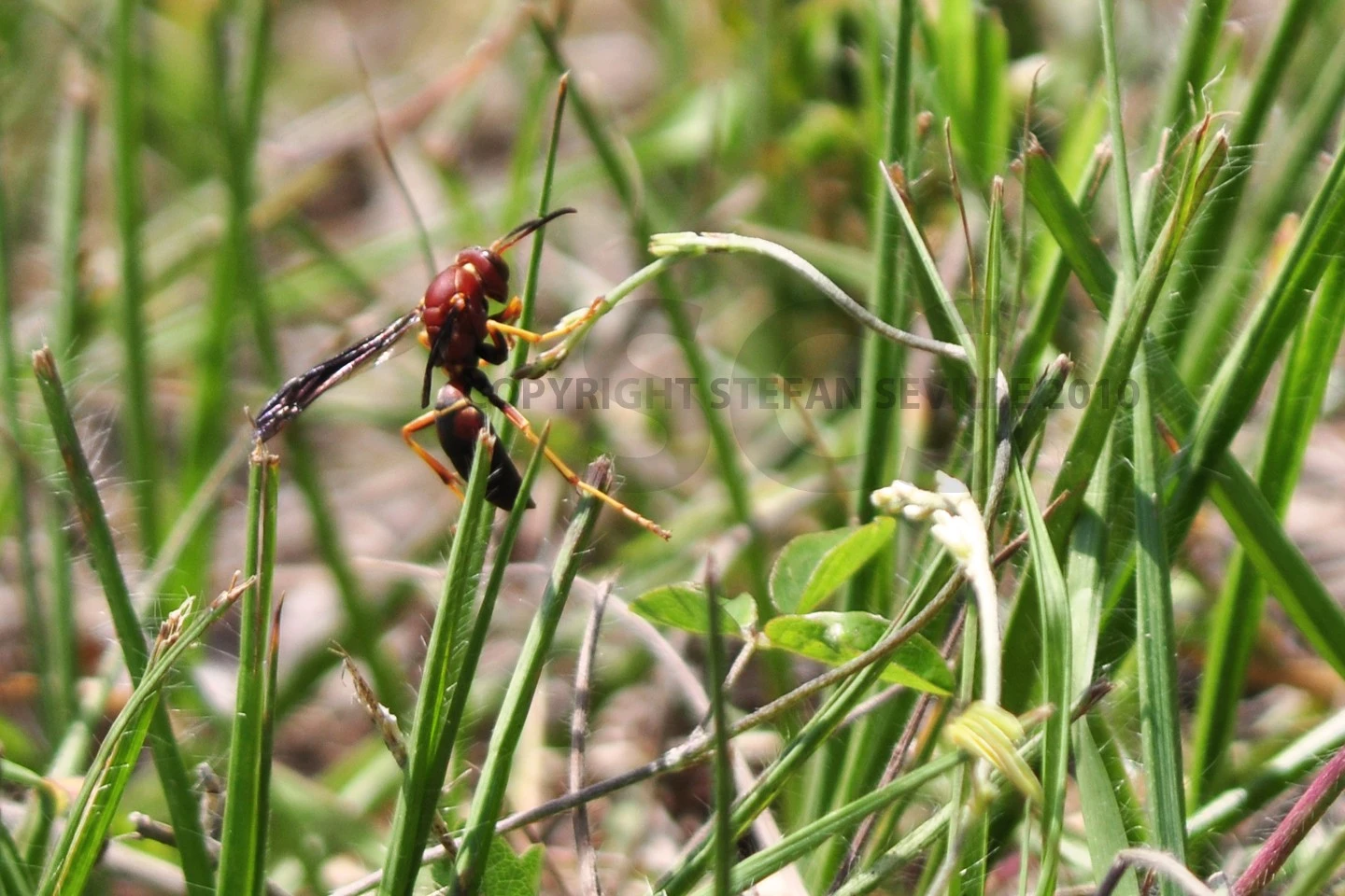 Wasp