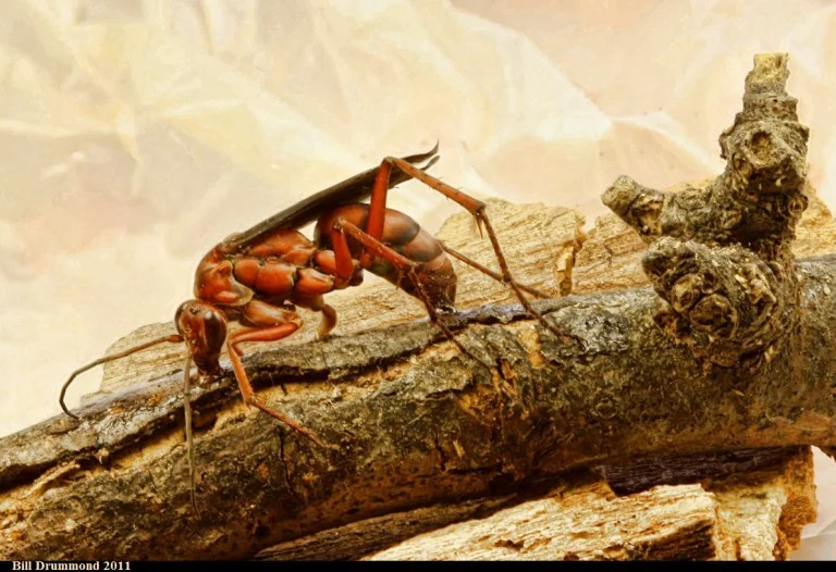wasp_l