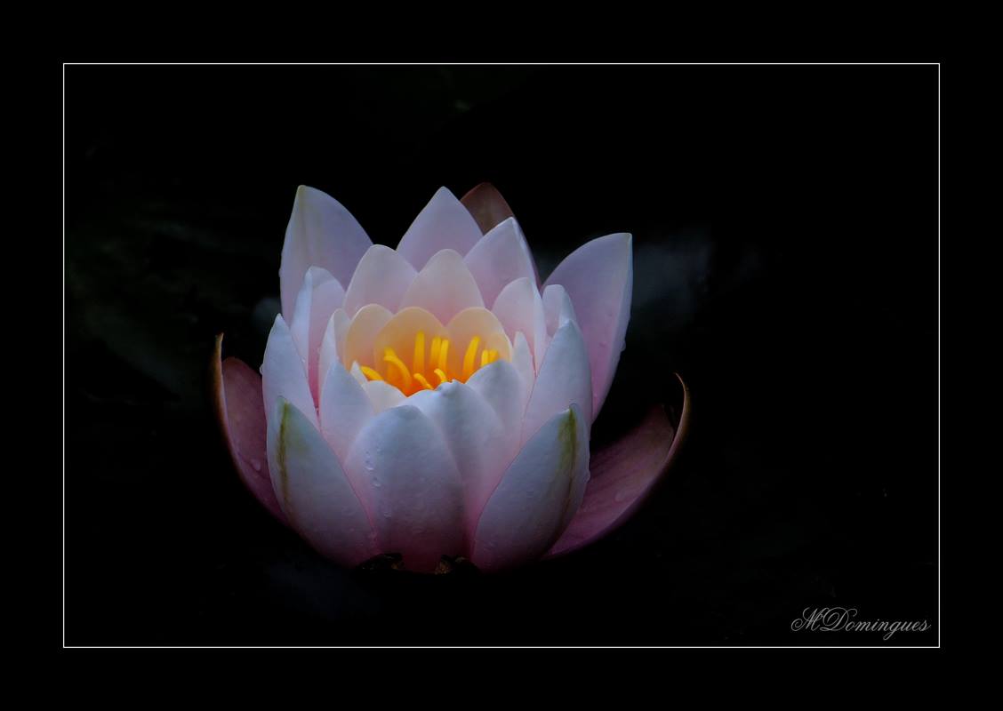 water lily