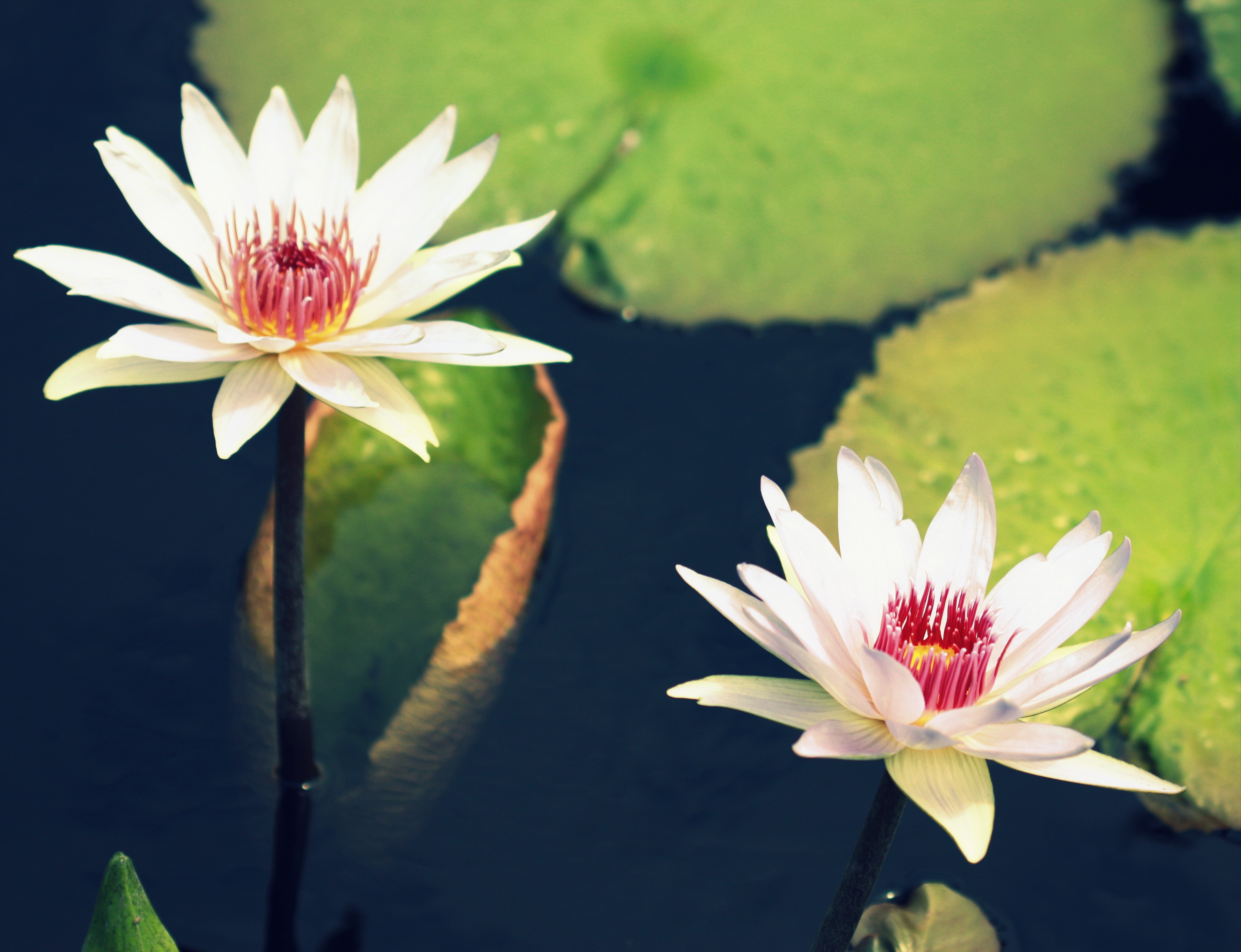 Water Lily