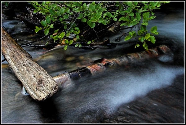 Water on Birch