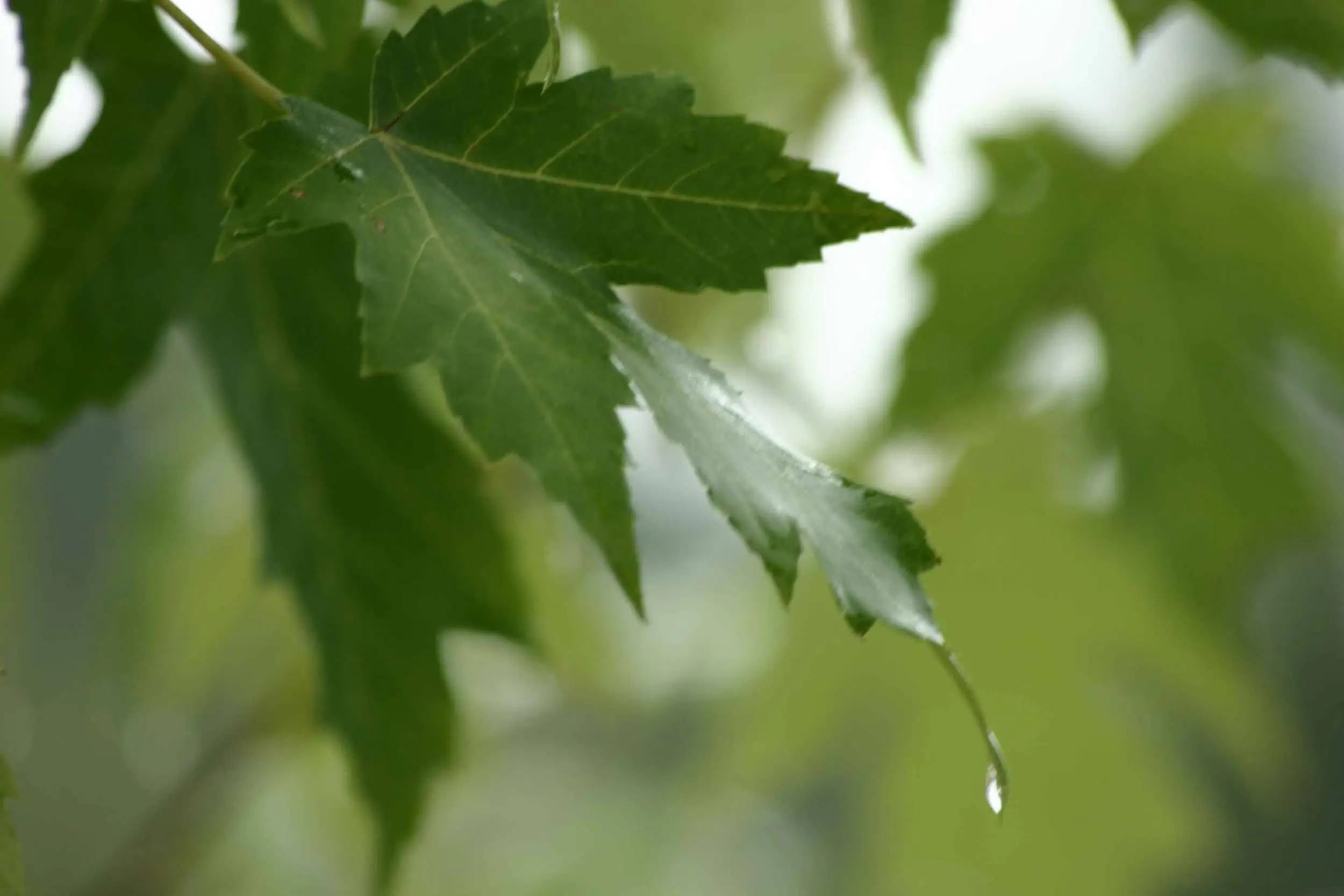 waterdrop4web