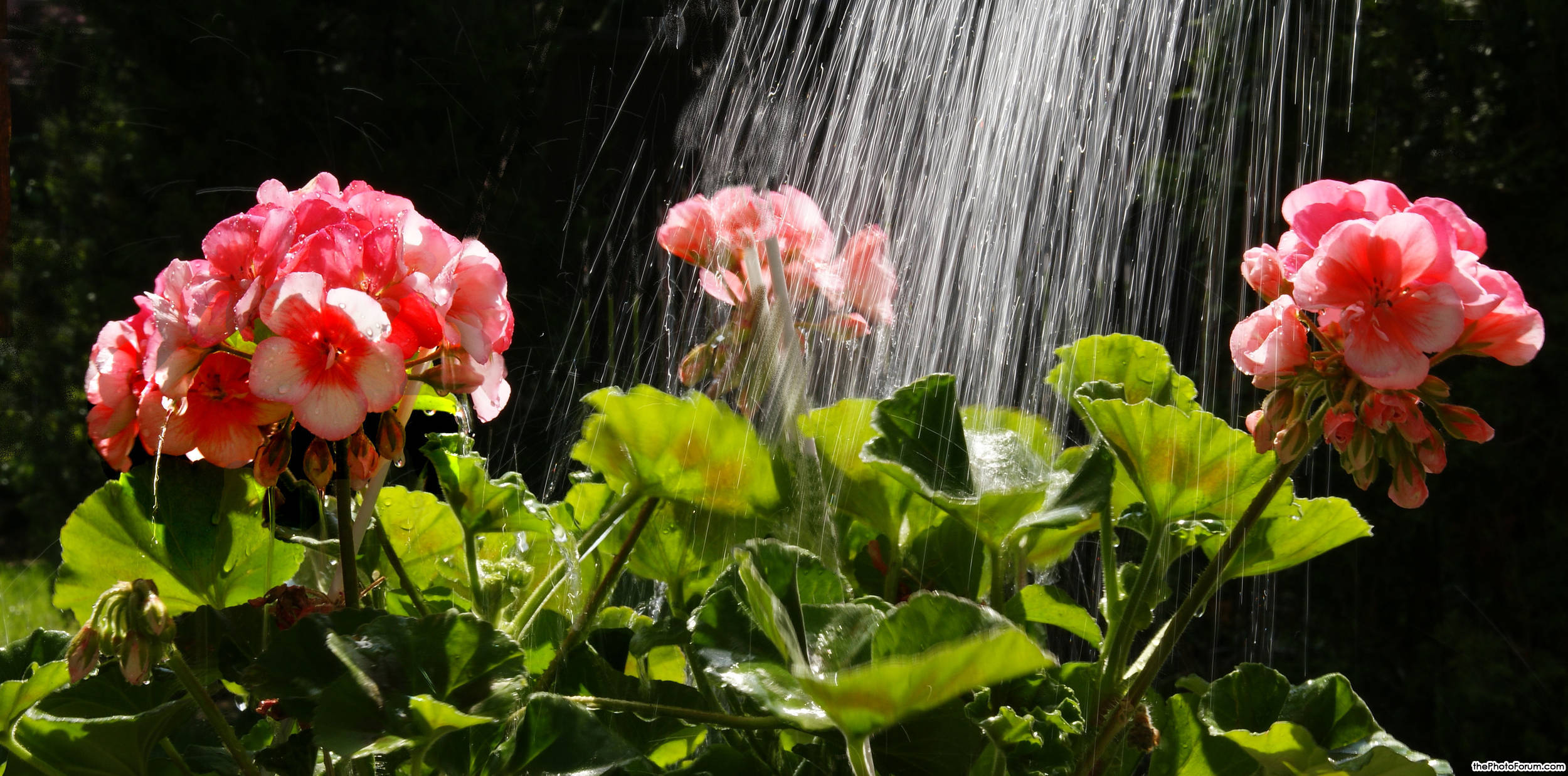 wateringflowers