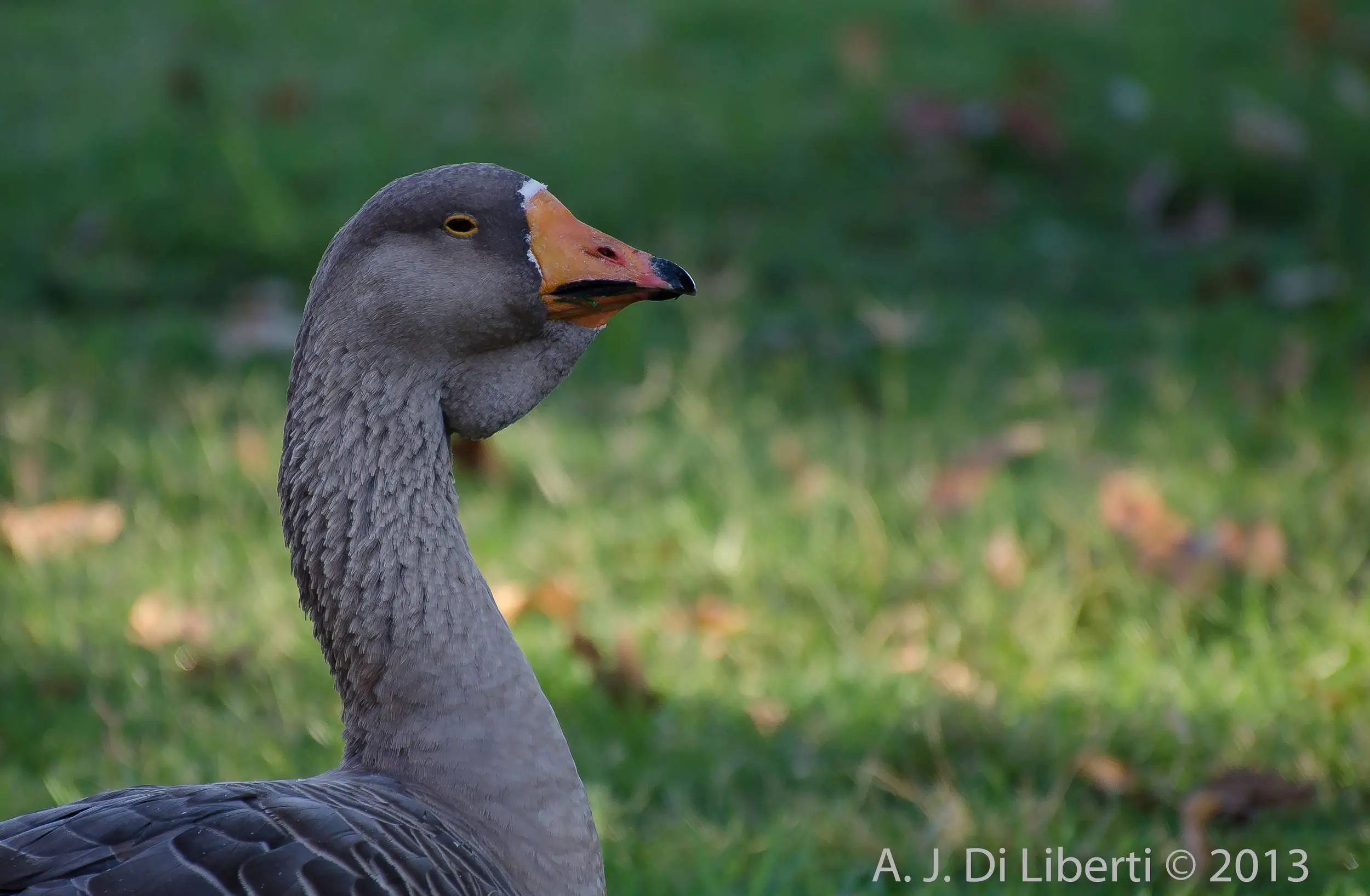 web_-_Goose
