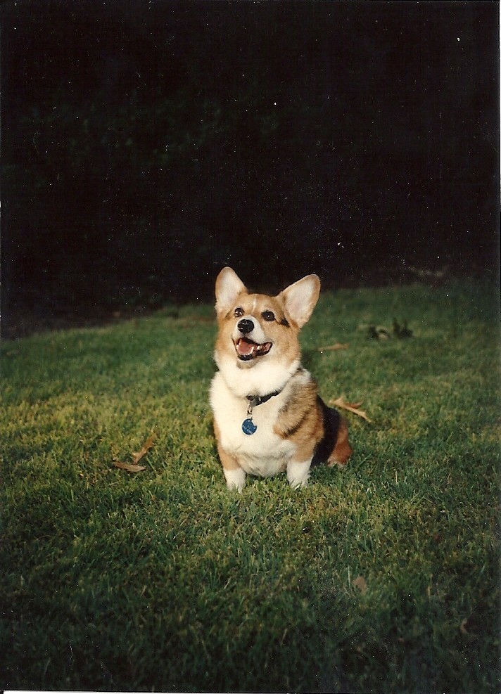 Welsh Corgi