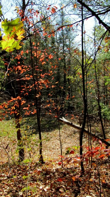 West Fall Colors