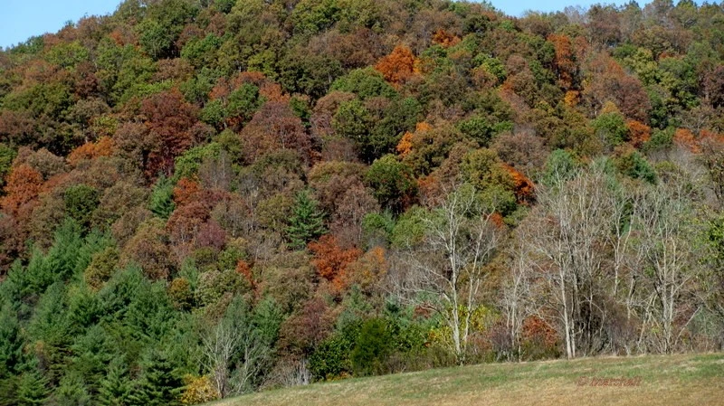 West Fall Colors