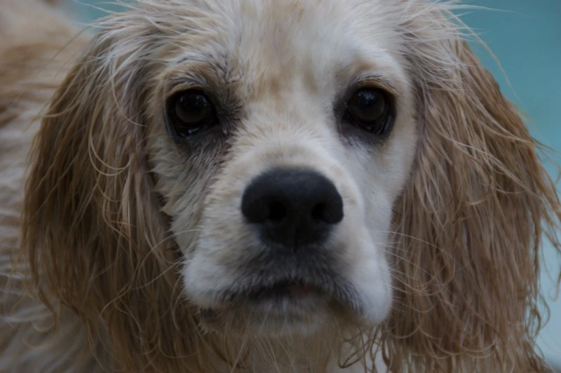 Wet dog
