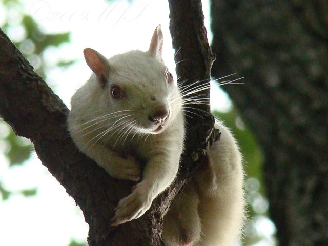 Whadda Ya Looking At? Yeah I'm an albino Squirrel, what did you expect?