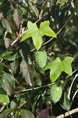 What species plant is this?