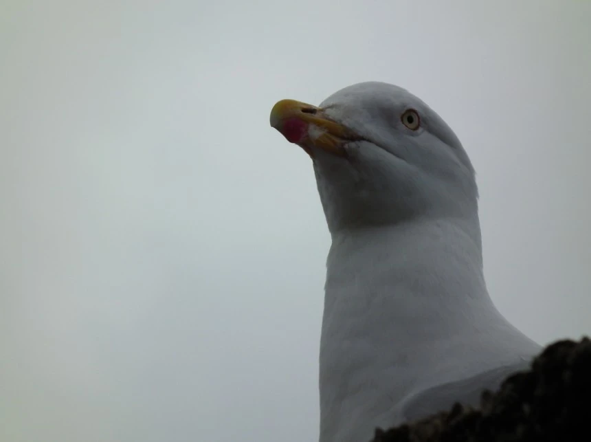 What_you_looking_at
