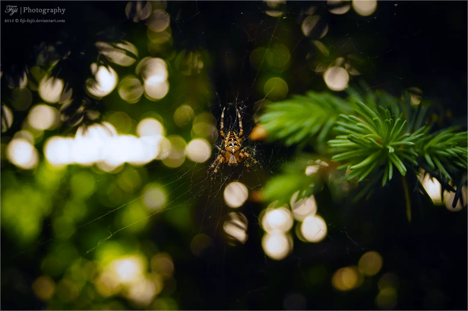 White Cross Spider