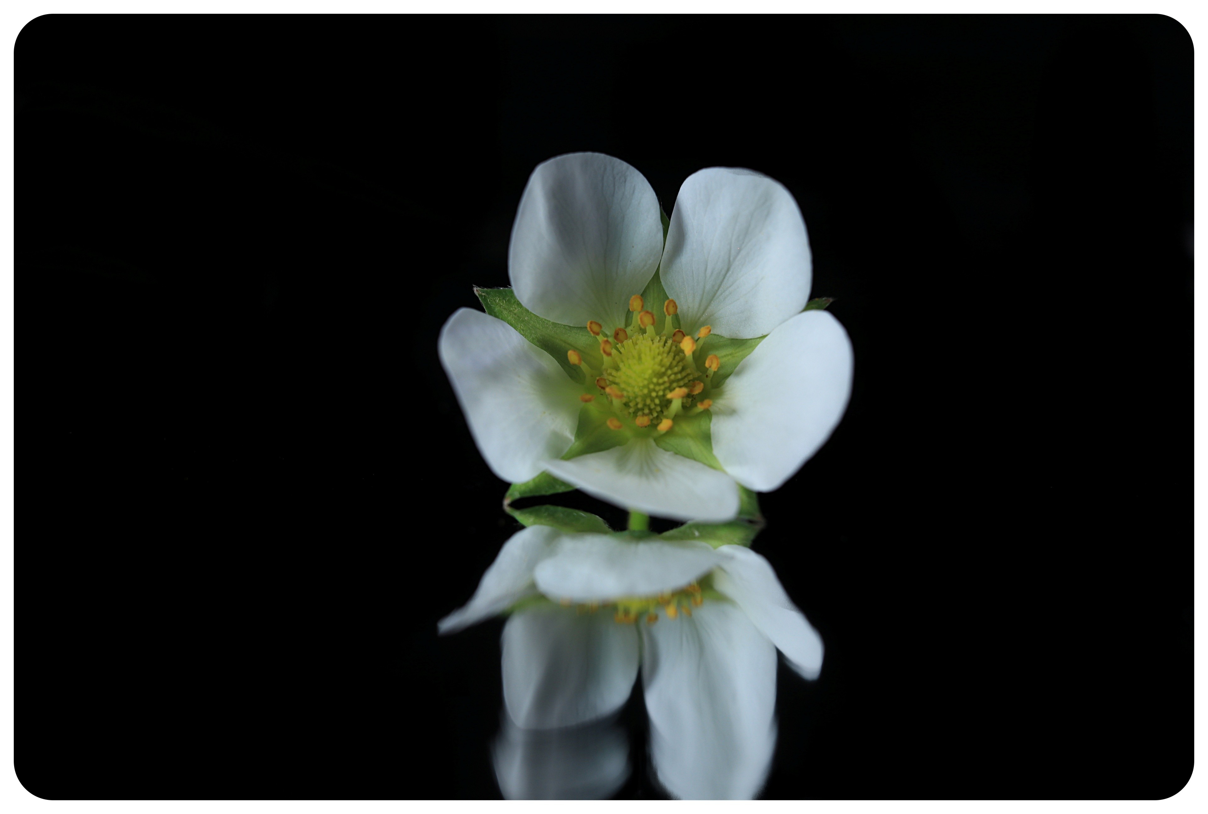 White Flower Reflection