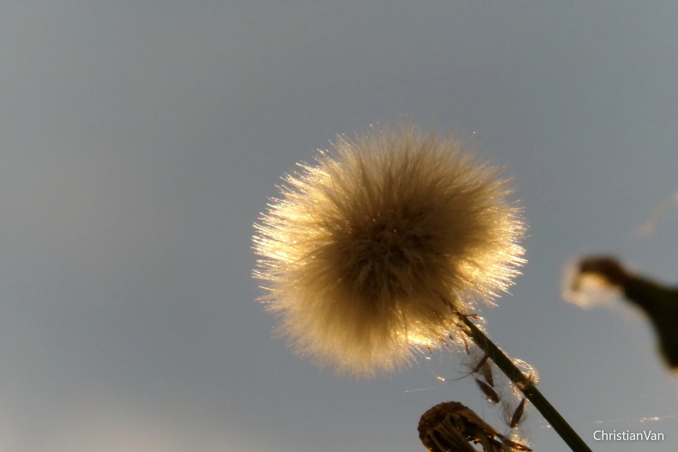 white fluffy flower at sunset.webp