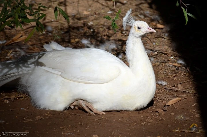 White Peacock