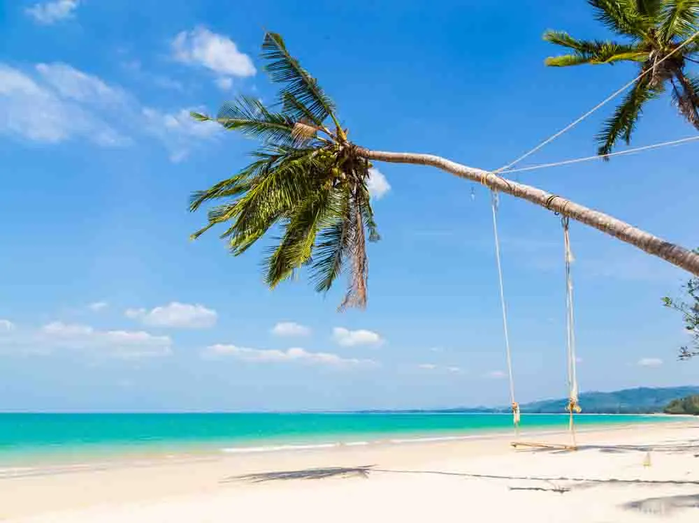 White sand beach and palm tree