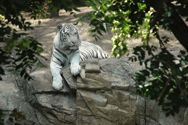 White Tiger Bliss