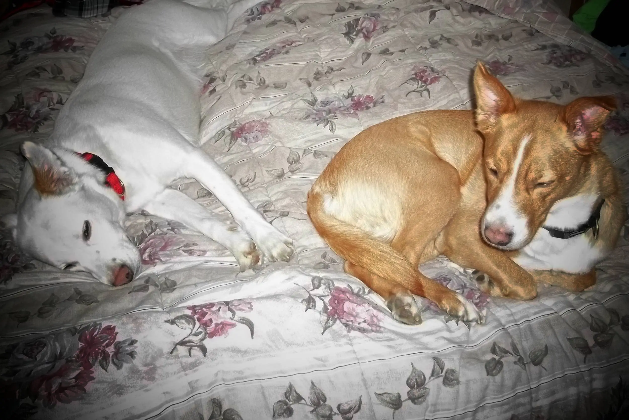 Whitie and Sandy