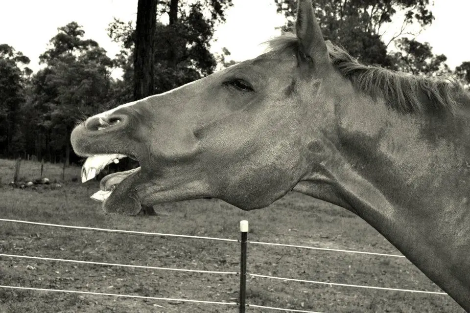 why the long face?